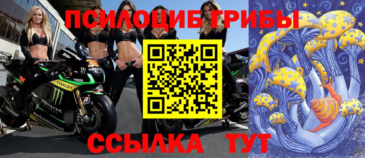 Псилоцибиновые грибы Psilocybine cubensis Баксан